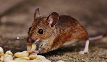24 Hour & Emergency Exterminators in Atlantic, VA